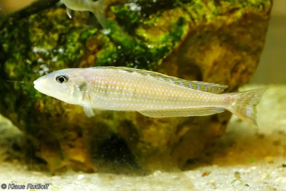 Enantiopus melanogenys
