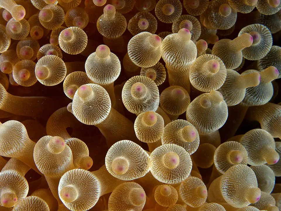 Bubble Anemone