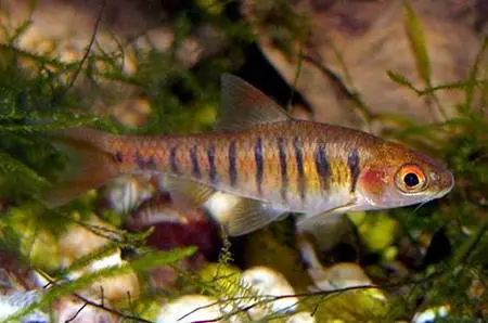 Barbo Fasciolatus