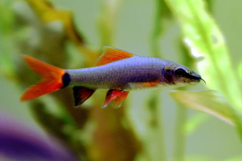 Labeo Frenatus