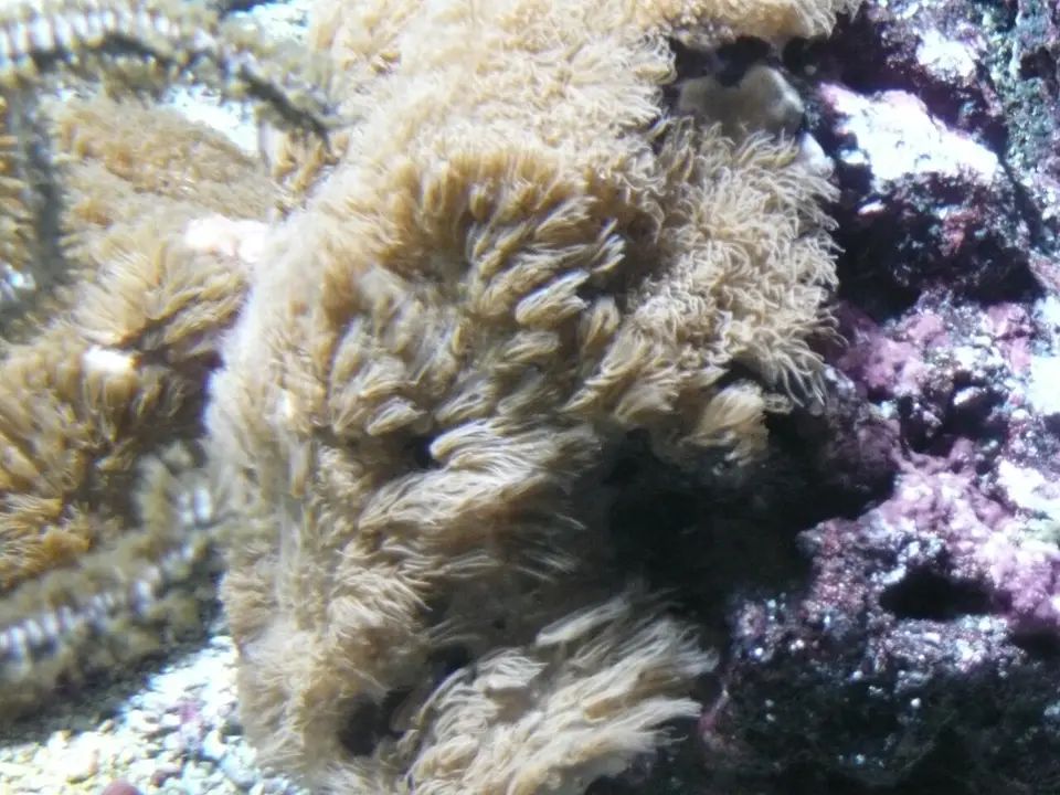 Coral Encrustante Caribeño