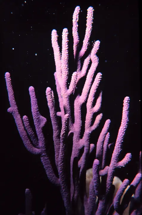 Gorgonia Caribeña Azul
