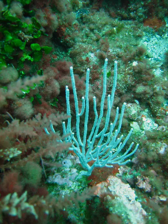 Gorgone blanche méditerranéenne