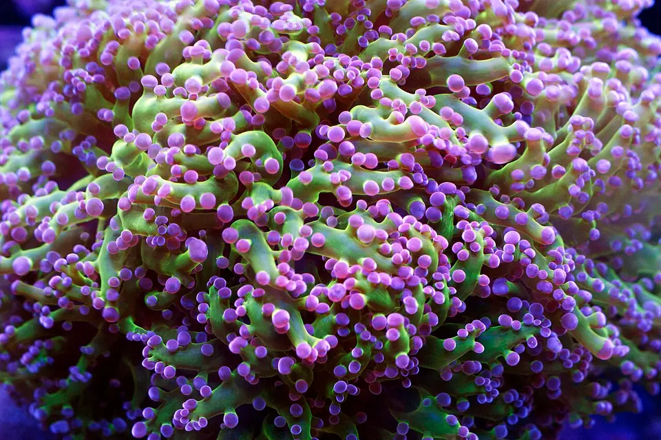 Coral Bola de Huevas
