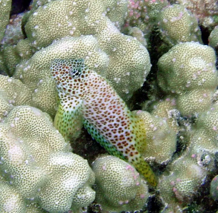 Blenio Leopardo