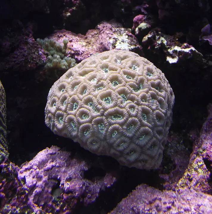 Coral Cerebro
