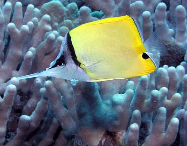 Langmaul-Pinzettfisch