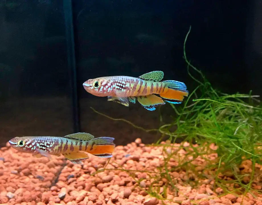 Gularis Azul