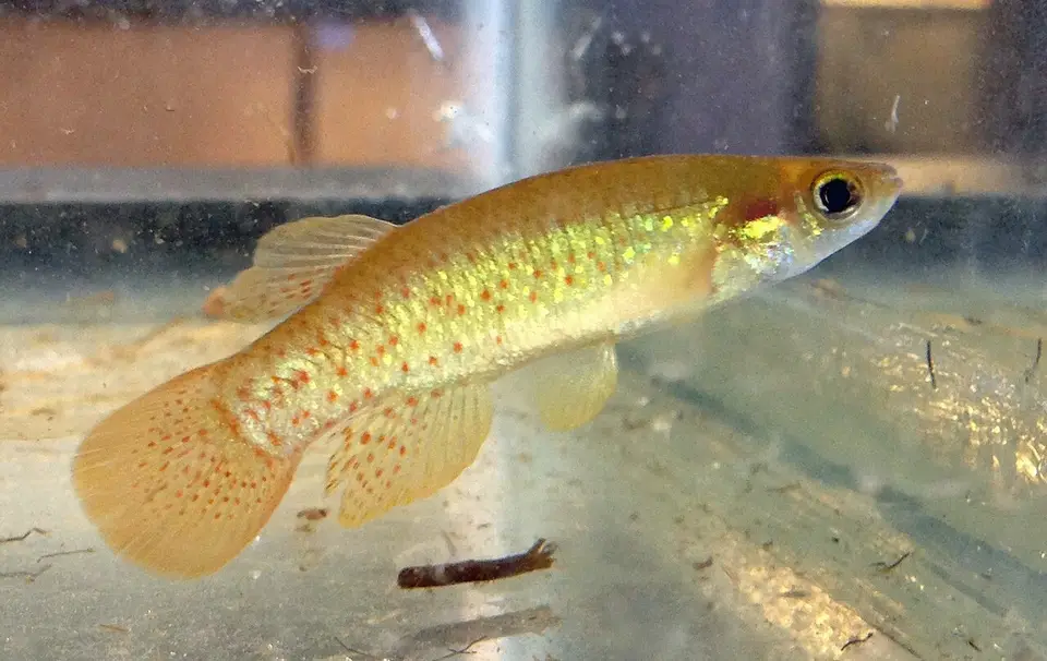 Killi Dorado