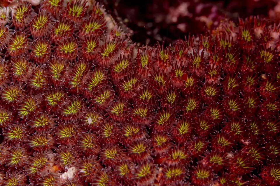 Coral Galaxia