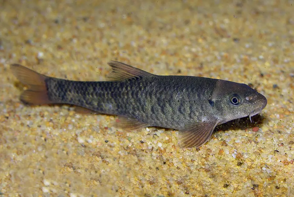 Garra Rufa