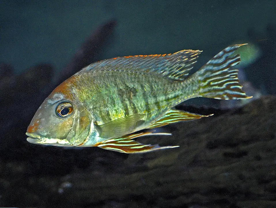 Geophagus Altifrons