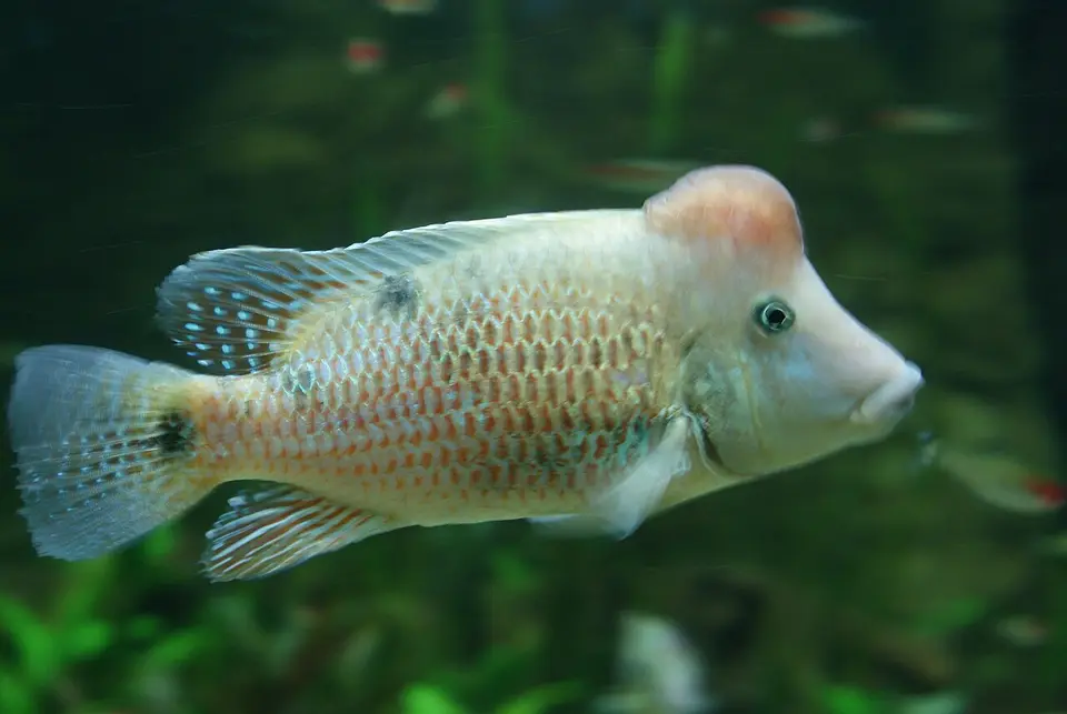 Geophagus Steindachneri