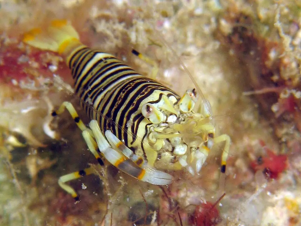 Bumblebee Shrimp