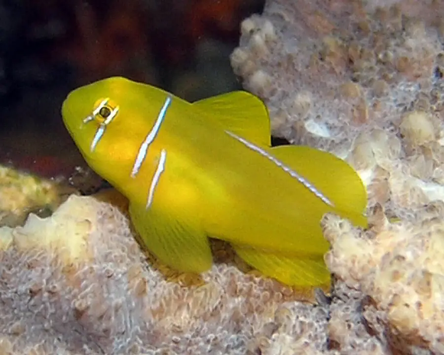 Gobio Limón
