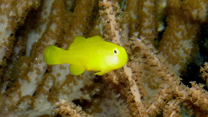 Gobio Bicolor de Rayas Amarillas