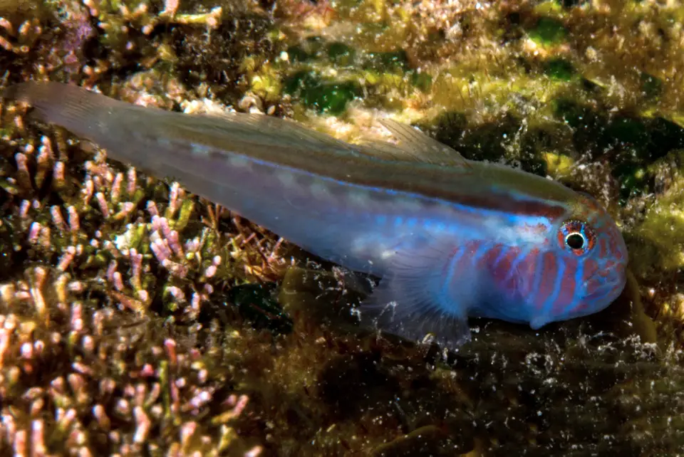 Gobio Bicolor Rayado