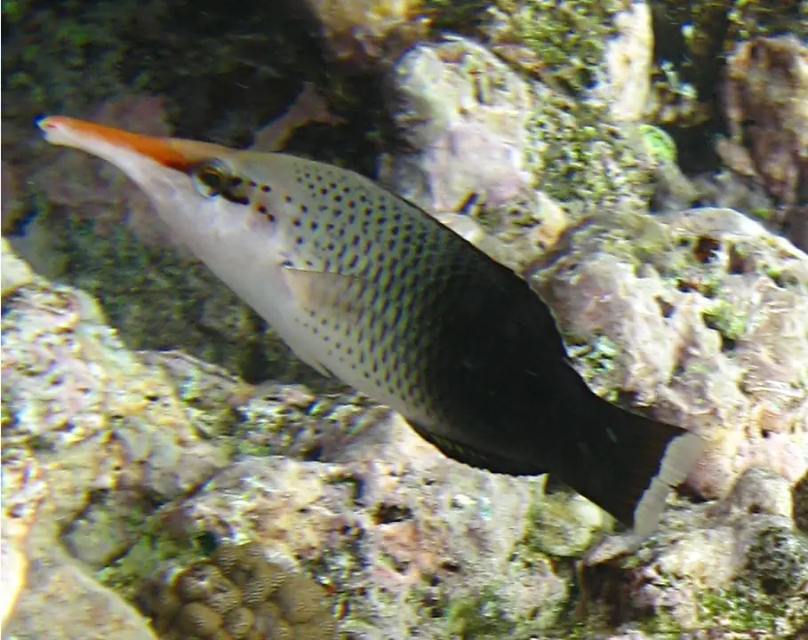 Labro Pájaro