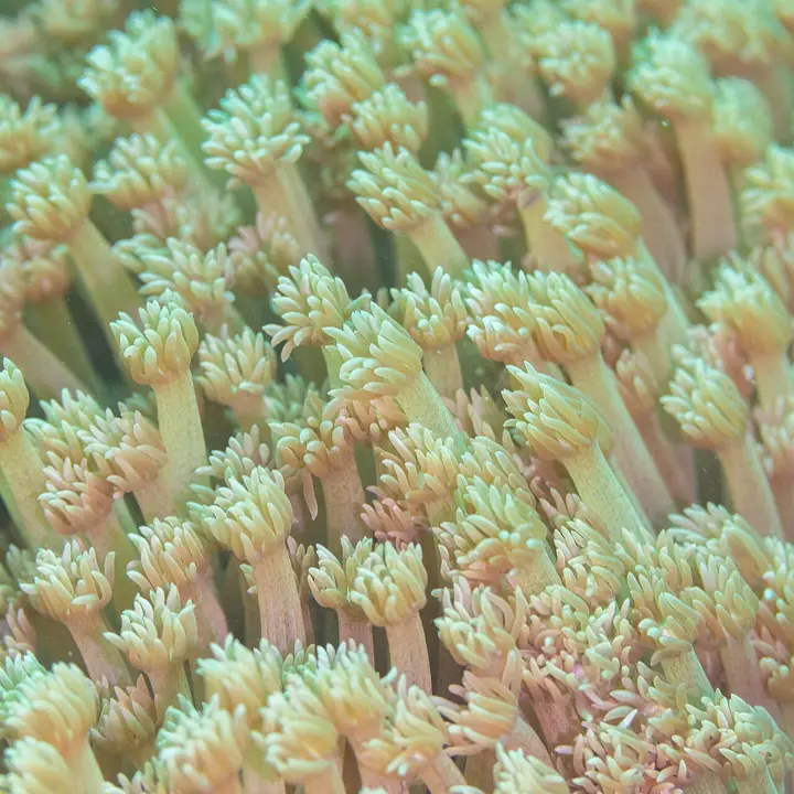 Goniopora Stokesi