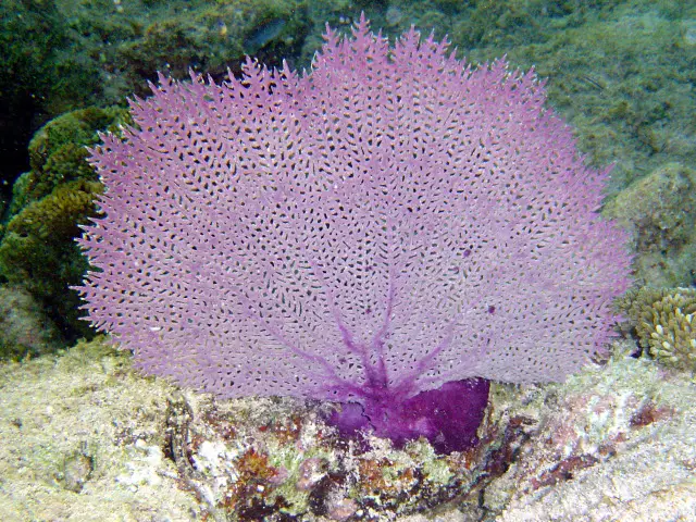 Gorgonia Abanico Morado