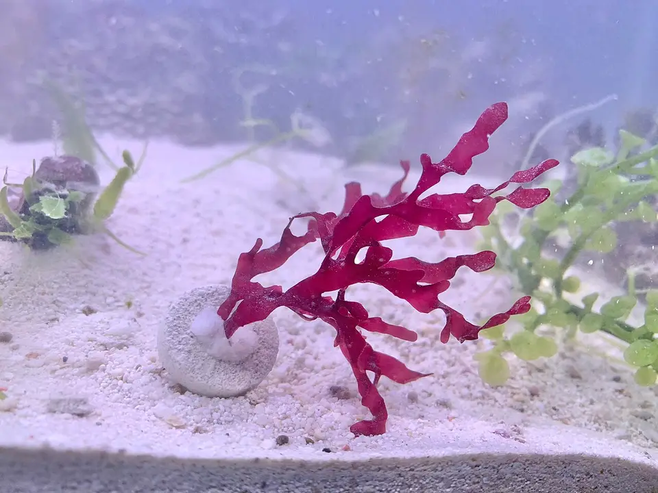 Gracilaria Roja