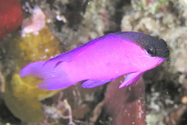 Basslet de Cabeza Negra