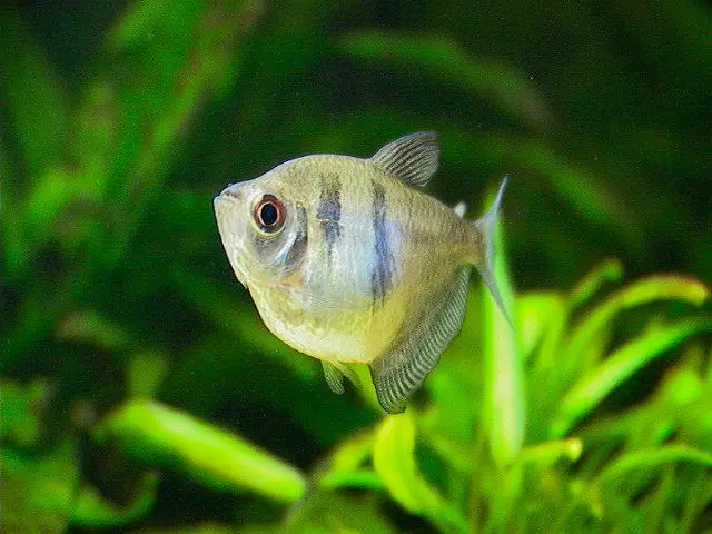 Tetra Negro