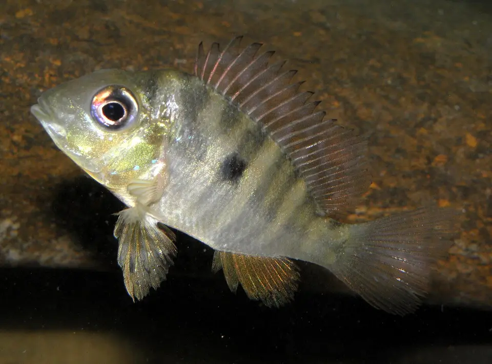 Gymnogeophagus Balzanii