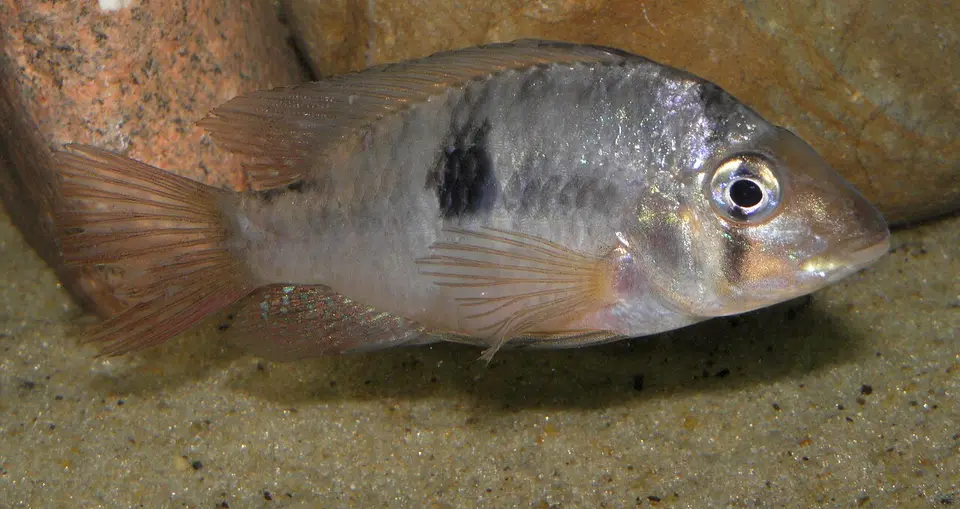 Gymnogeophagus Rhabdotus