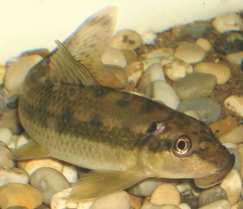 Comedor de Algas Chino