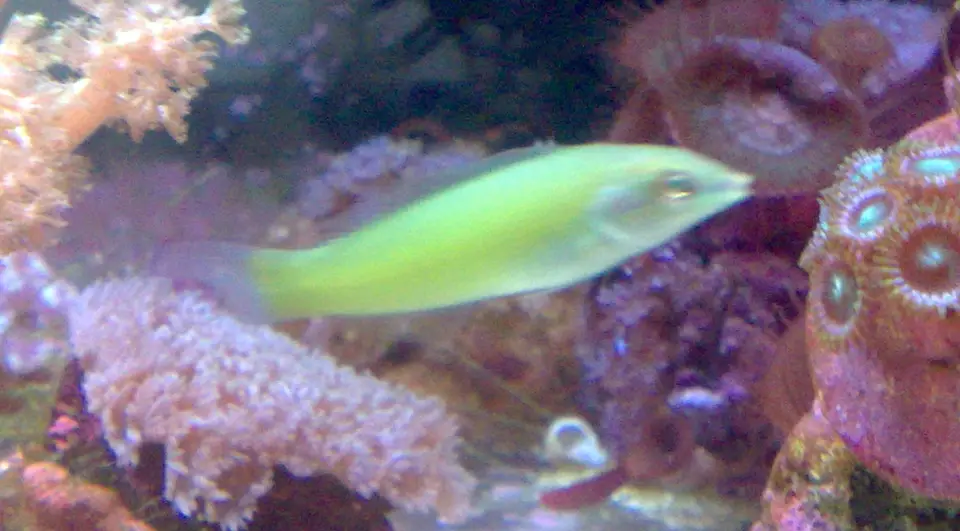 Labro de Aleta Verde