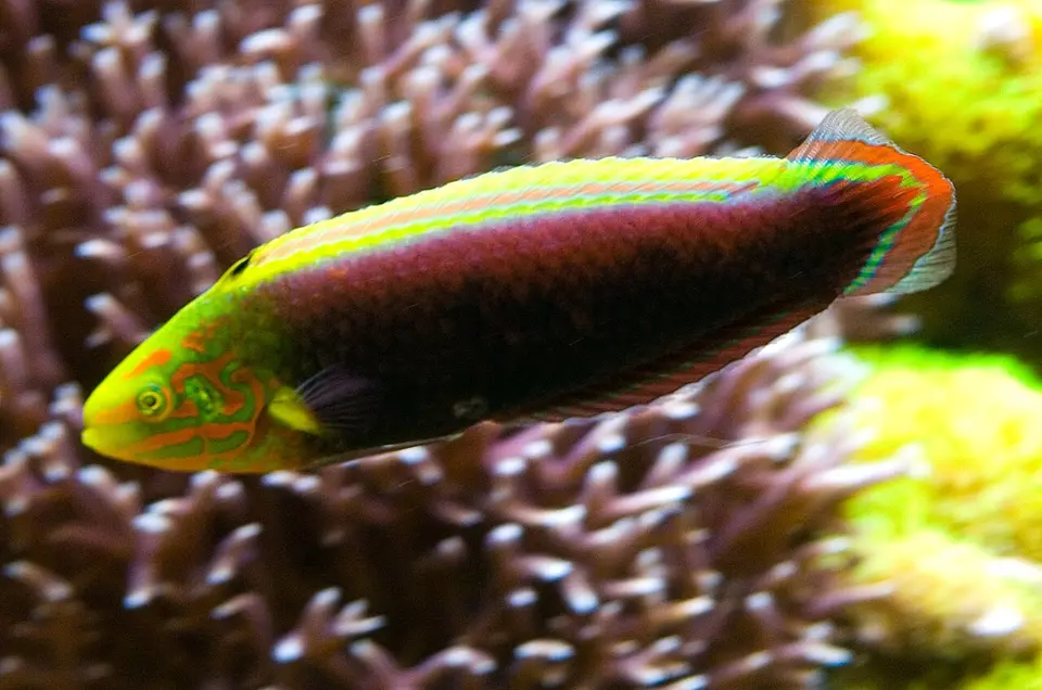 Labro de Cuatro Colores