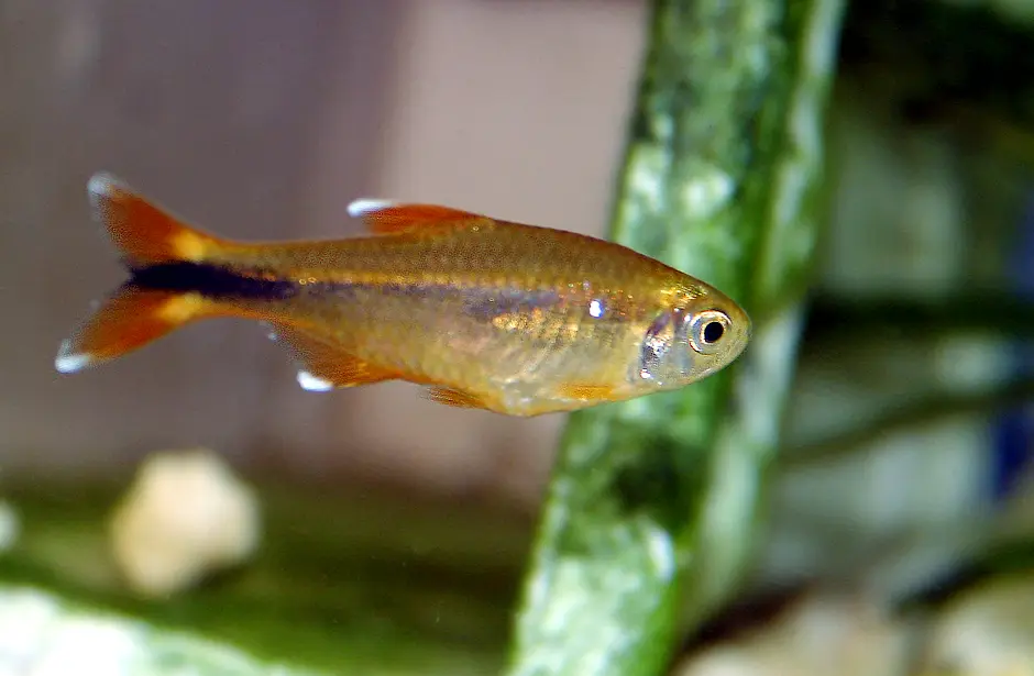 Tetra Punta Plateada