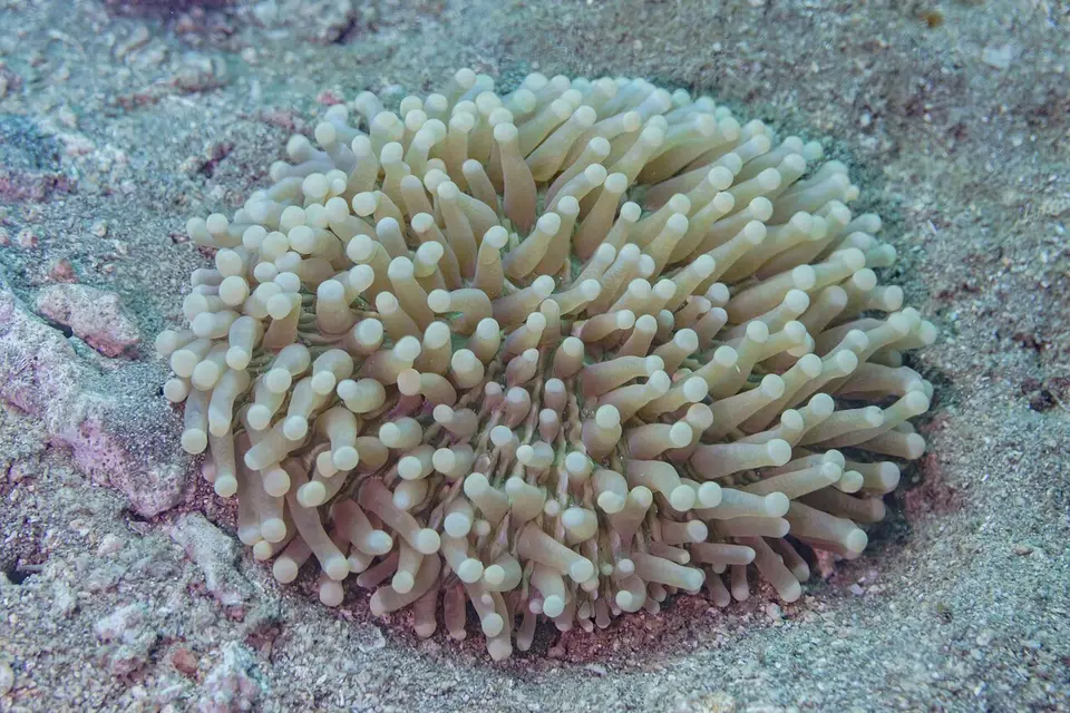 Coral Plato de Tentáculos