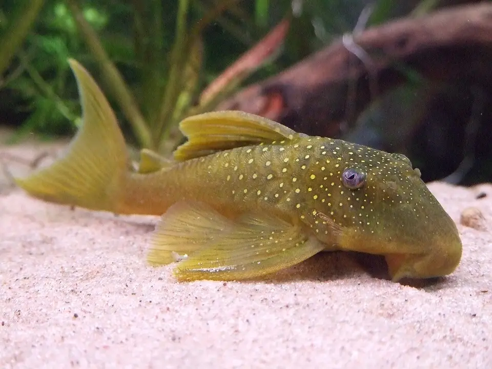 Pleco Fantasma Verde