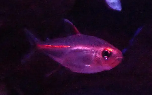 Tetra Luminoso