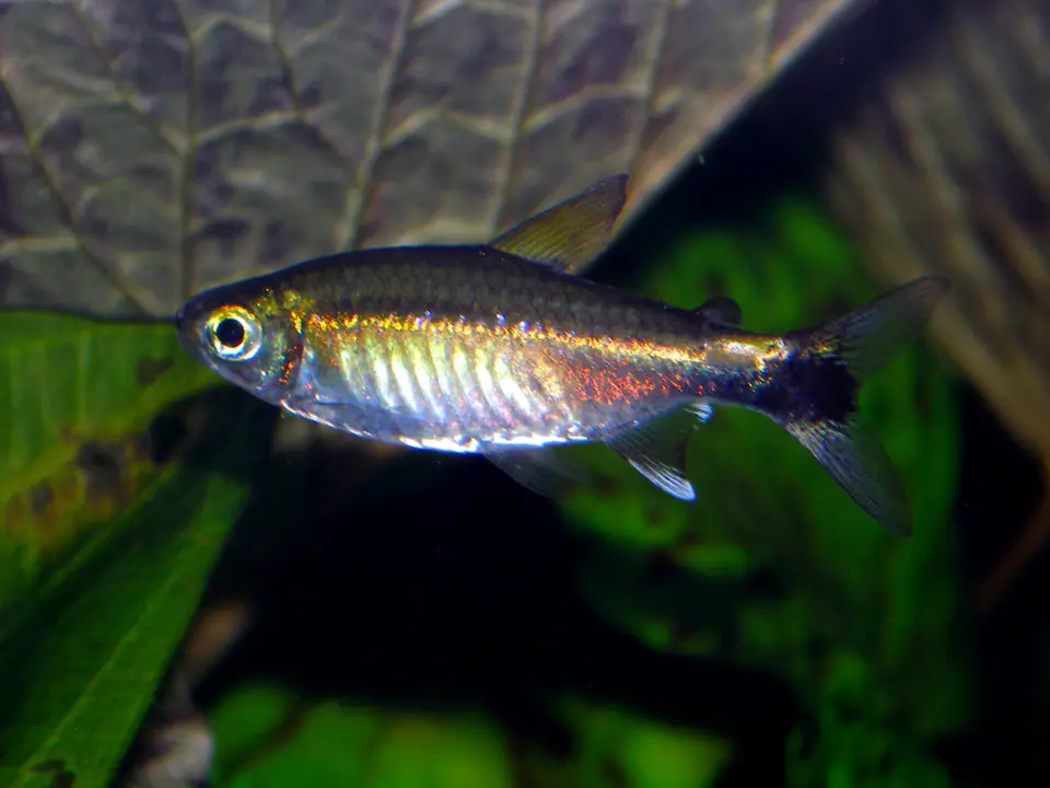 Tetra de Enero