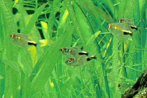 Tetra Pulcher