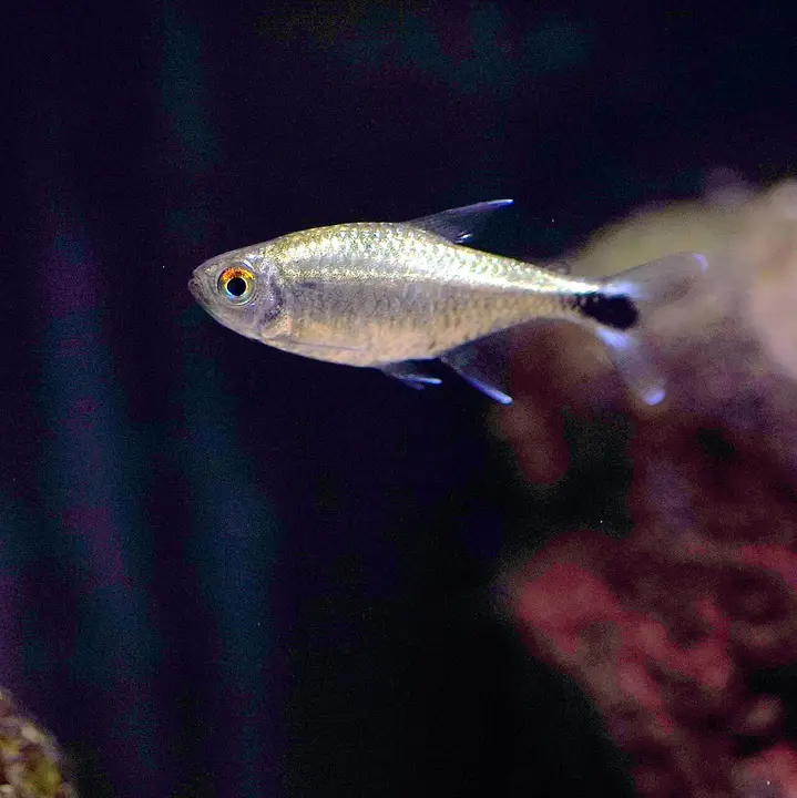 Tetra Dorado