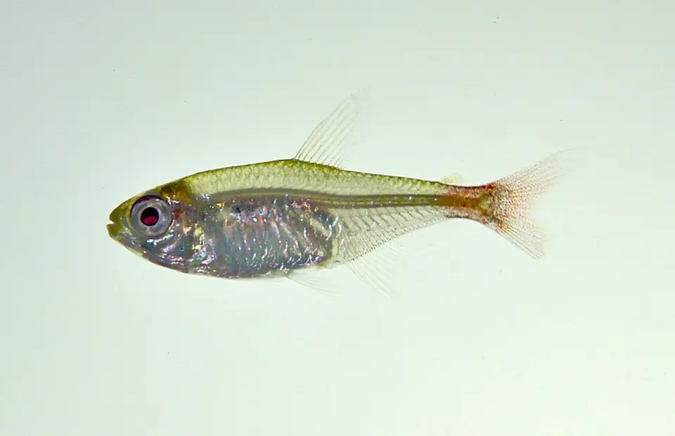 Tetra Aleta Roja de Cristal