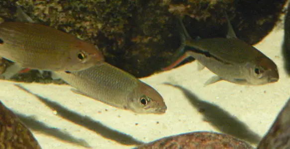 Hemiodus de Cola Roja
