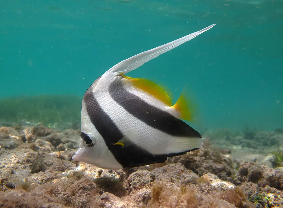 Pez Mariposa Cabeza Amarilla