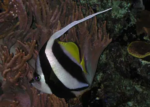 Pez Mariposa Pennant