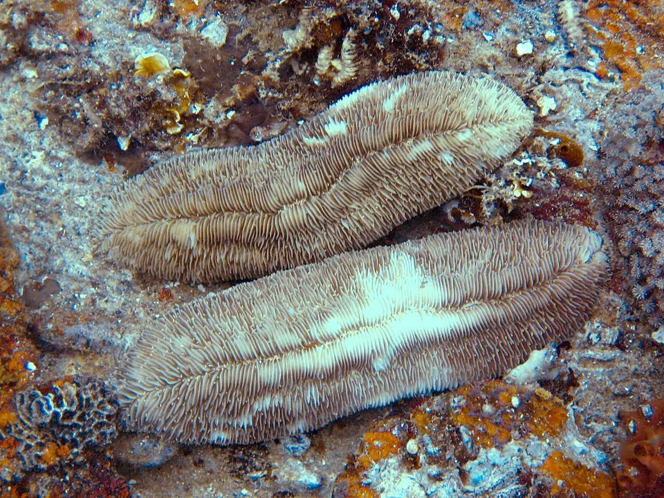 Coral Lengua