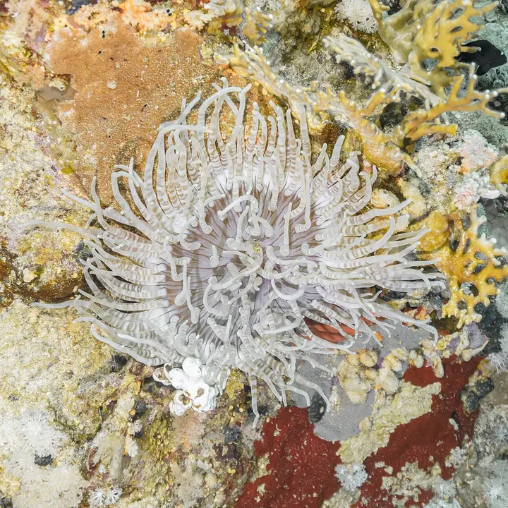 Sebae-Anemone