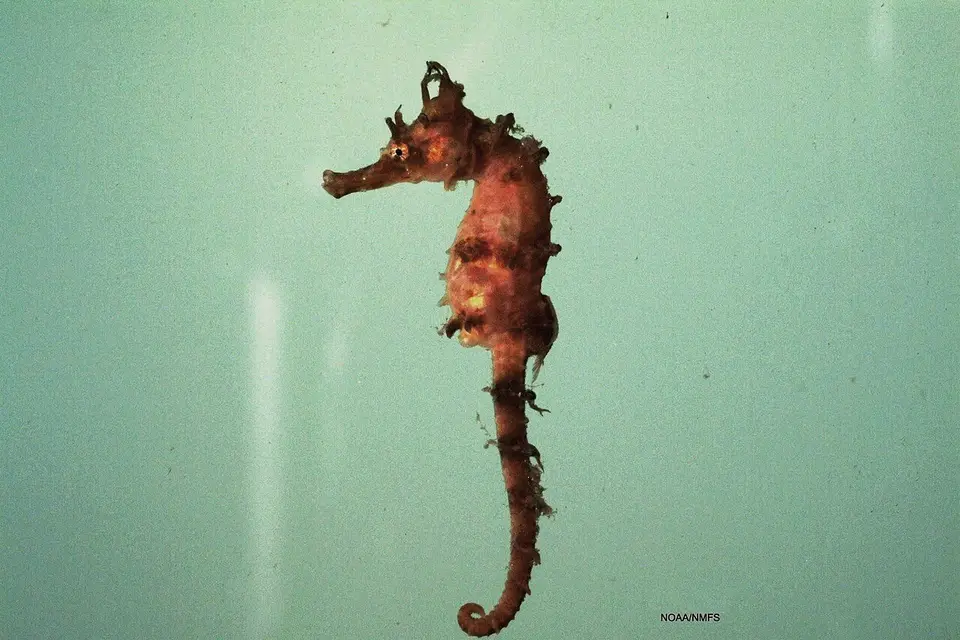 Caballito de Mar Rayado