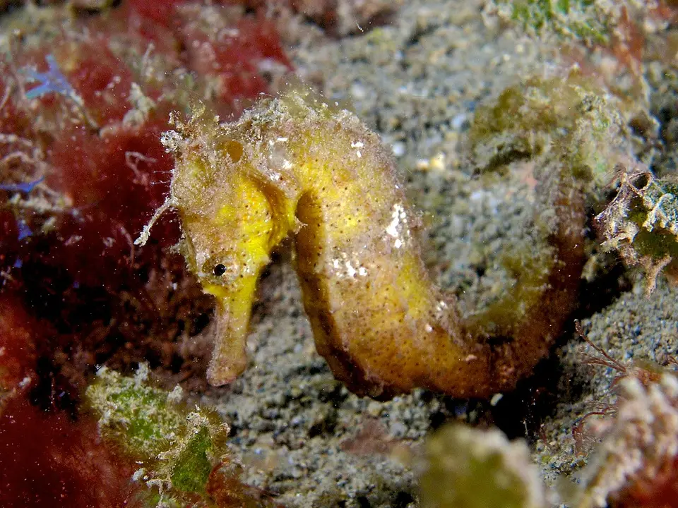 Caballito de Mar