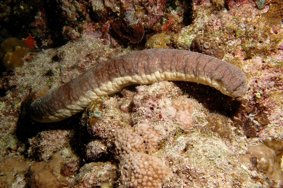 Pepino de Mar Rosa