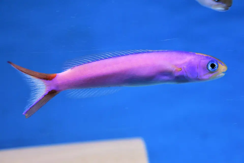 Tilefish Púrpura