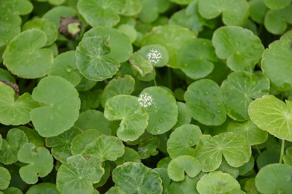 Hydrocotyle Leucocephala